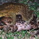 Illustration for article titled Australia's Most Infamous Invasive Species Has a Problem with Breeding